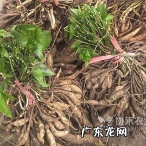 种药材哪样又快又赚钱 现在种植什么药材能够赚钱?现在种什么药材好