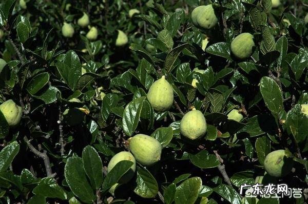 种药材哪样又快又赚钱 现在种植什么药材能够赚钱?现在种什么药材好