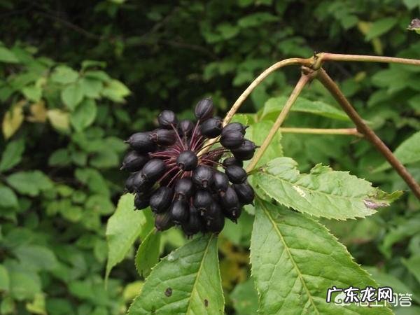 种药材哪样又快又赚钱 现在种植什么药材能够赚钱?现在种什么药材好