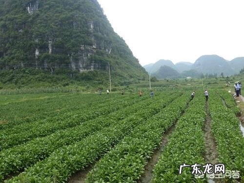 种药材哪样又快又赚钱 现在种植什么药材能够赚钱?现在种什么药材好