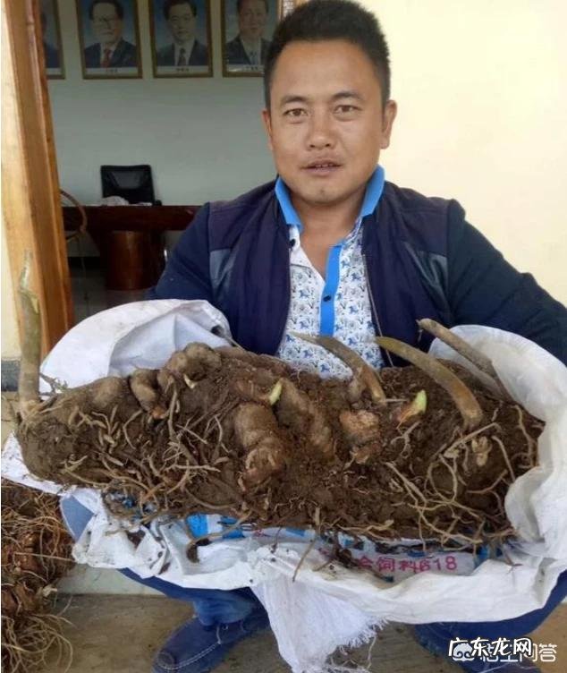 种药材哪样又快又赚钱 现在种植什么药材能够赚钱?现在种什么药材好