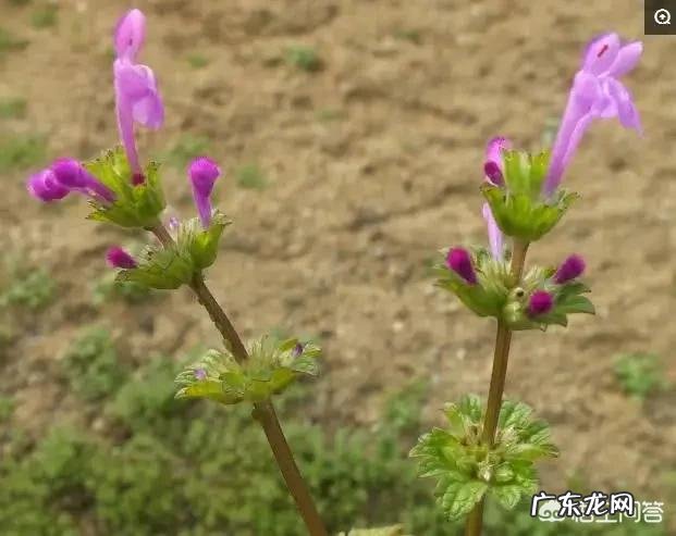 种药材哪样又快又赚钱 现在种植什么药材能够赚钱?现在种什么药材好