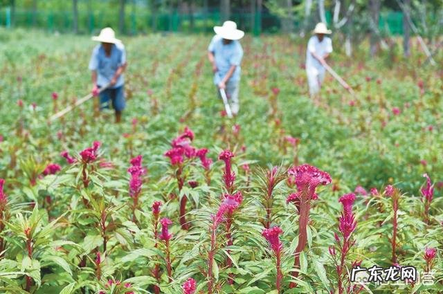 种药材哪样又快又赚钱 现在种植什么药材能够赚钱?现在种什么药材好