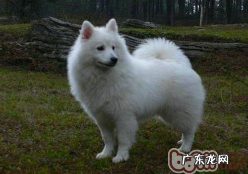 爱斯基摩犬详细介绍