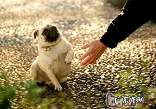 避免 小狗被偷的好多个提议