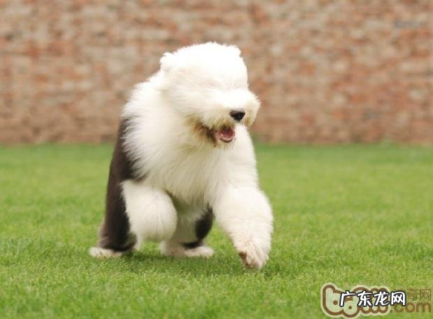 喂养大型狗前必须考虑到的难题