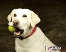 教你怎样选择小狗塑料玩具