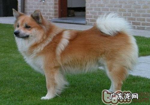 小狗常常换犬粮的优劣剖析