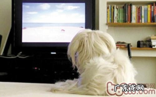 小狗是不是确实会看电视剧