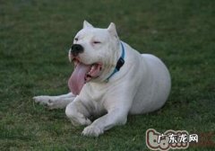 小狗离乳期吃啥