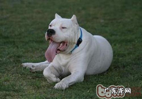 小狗离乳期吃啥