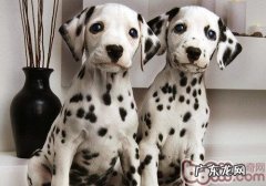 有关小狗离乳期的专业知识