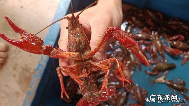 农村干什么行业能挣钱 目前农村种什么赚钱收益最好,种这种可以赚钱吗?乡下做什么比较赚钱