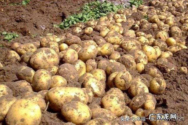 农村干什么行业能挣钱 目前农村种什么赚钱收益最好,种这种可以赚钱吗?乡下做什么比较赚钱