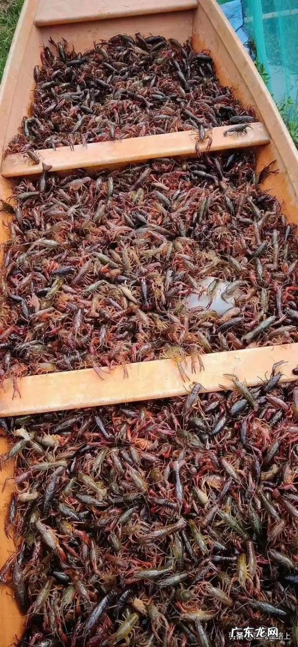 农村干什么行业能挣钱 目前农村种什么赚钱收益最好,种这种可以赚钱吗?乡下做什么比较赚钱