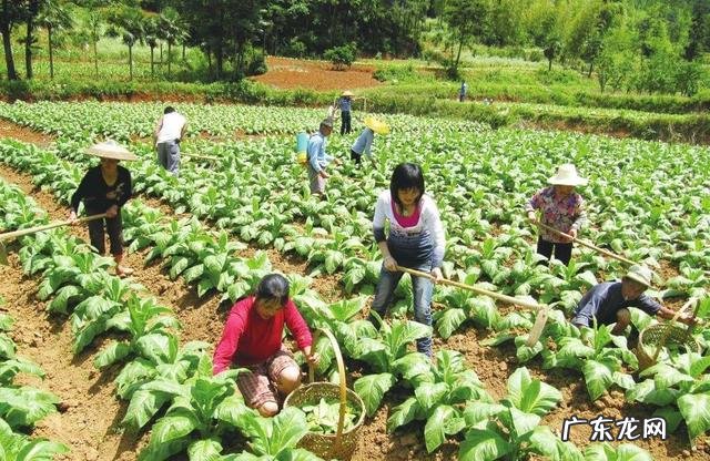 农村干什么行业能挣钱 目前农村种什么赚钱收益最好,种这种可以赚钱吗?乡下做什么比较赚钱