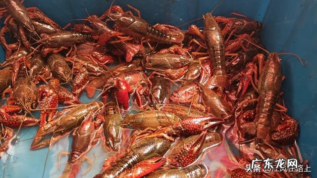 农村干什么行业能挣钱 目前农村种什么赚钱收益最好,种这种可以赚钱吗?乡下做什么比较赚钱