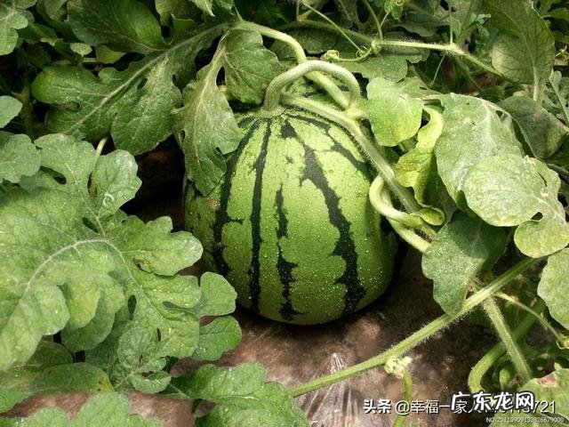 农村干什么行业能挣钱 目前农村种什么赚钱收益最好,种这种可以赚钱吗?乡下做什么比较赚钱