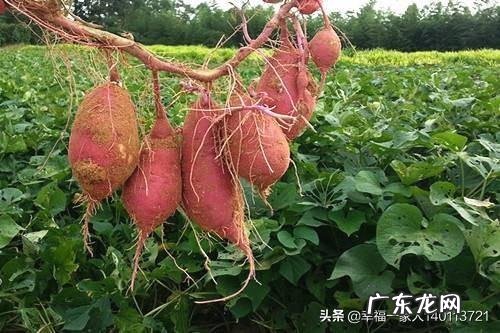 农村干什么行业能挣钱 目前农村种什么赚钱收益最好,种这种可以赚钱吗?乡下做什么比较赚钱