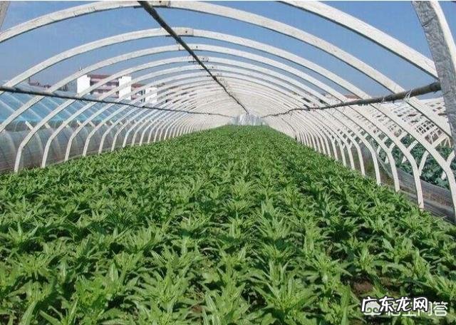 现在大棚种植什么最赚钱 大棚种植,现在种什么最赚钱?大棚种植什么最赚钱2015