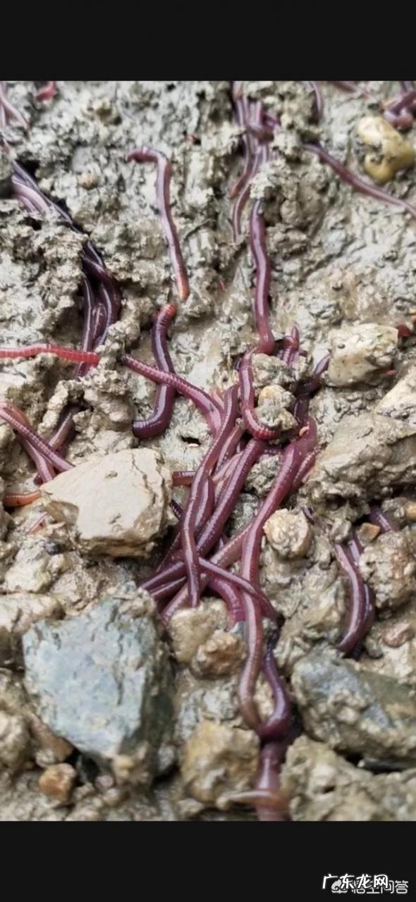 现在大棚种植什么最赚钱 大棚种植,现在种什么最赚钱?大棚种植什么最赚钱2015