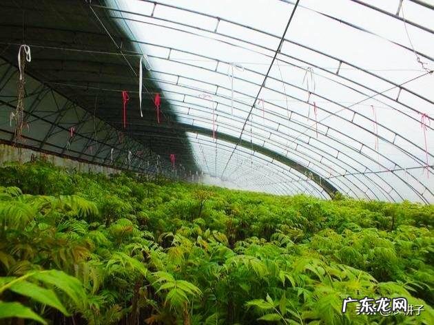 现在大棚种植什么最赚钱 大棚种植,现在种什么最赚钱?大棚种植什么最赚钱2015