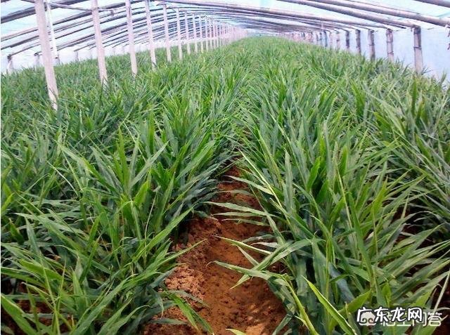 现在大棚种植什么最赚钱 大棚种植,现在种什么最赚钱?大棚种植什么最赚钱2015