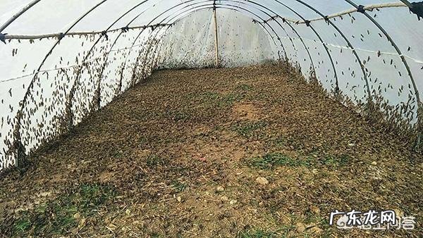 现在大棚种植什么最赚钱 大棚种植,现在种什么最赚钱?大棚种植什么最赚钱2015