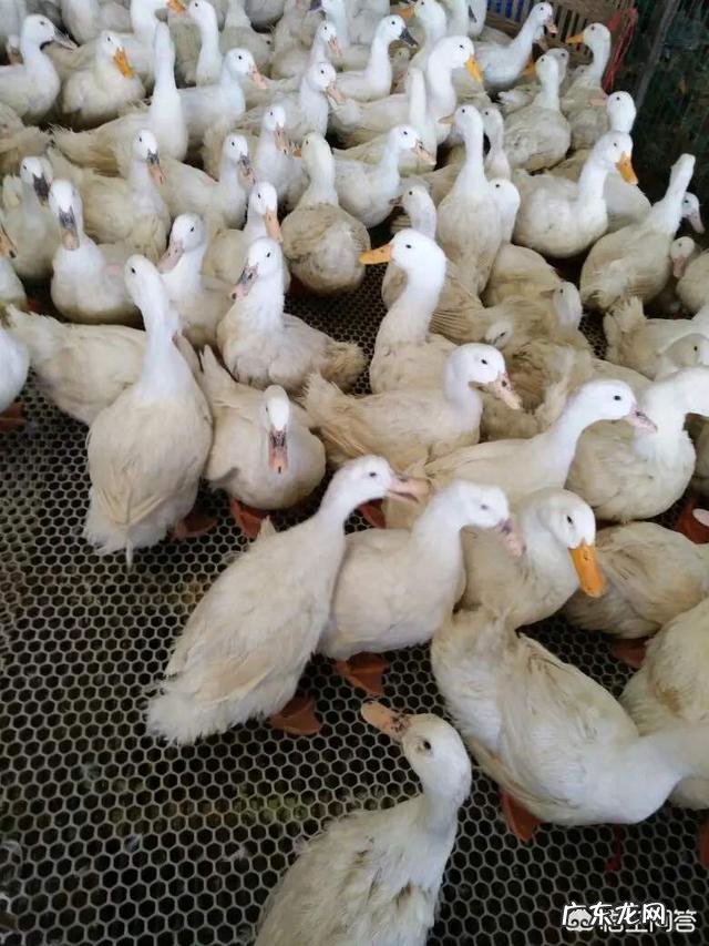 搞养殖什么最赚钱 现在搞什么养殖比较赚钱?农村搞什么养殖好赚钱