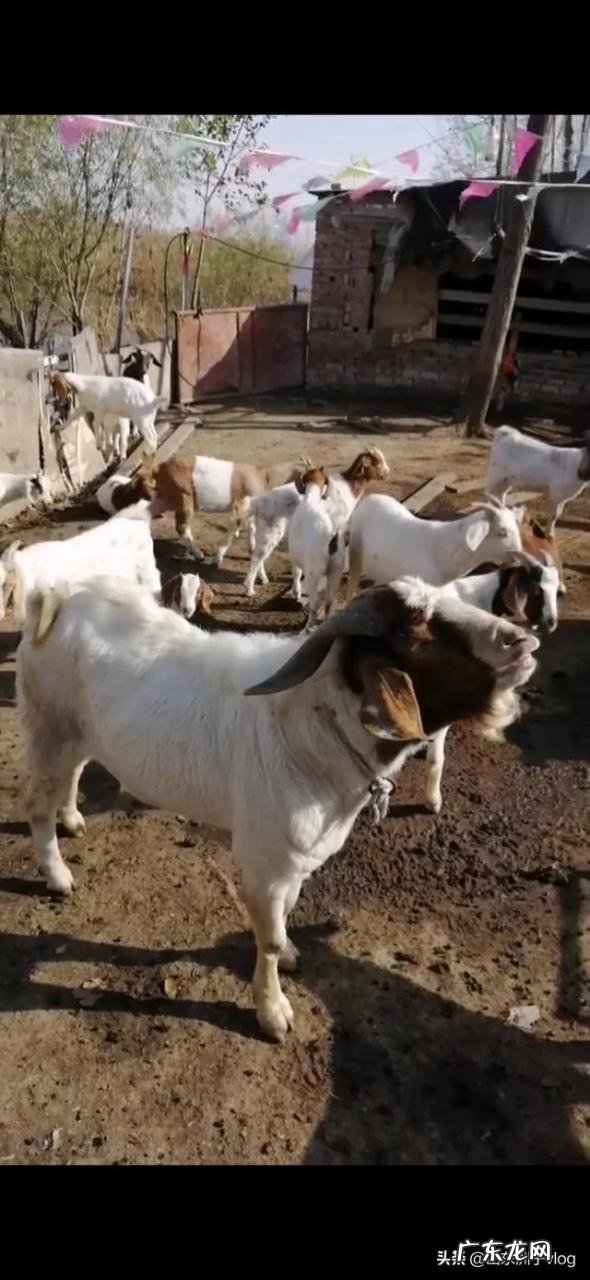 搞养殖什么最赚钱 现在搞什么养殖比较赚钱？农村搞什么养殖好赚钱