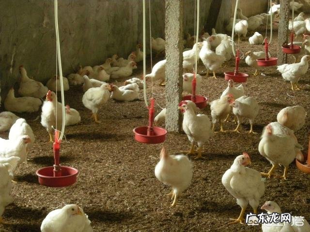 搞养殖什么最赚钱 现在搞什么养殖比较赚钱?农村搞什么养殖好赚钱