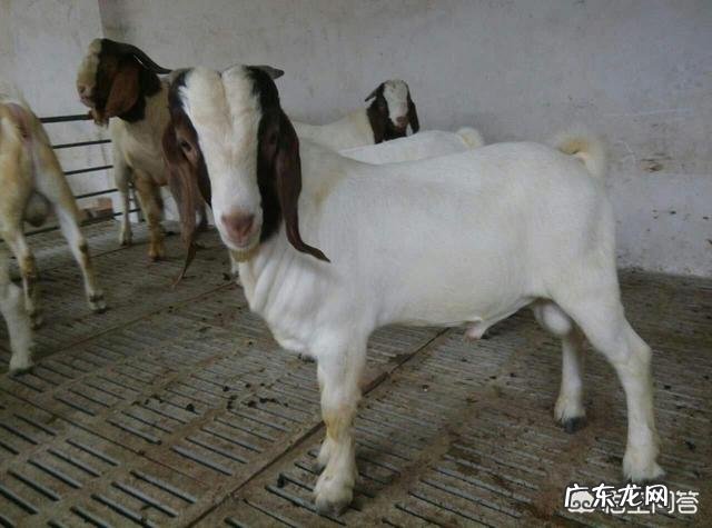 搞养殖什么最赚钱 现在搞什么养殖比较赚钱?农村搞什么养殖好赚钱