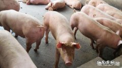 搞养殖什么最赚钱 现在搞什么养殖比较赚钱？农村搞什么养殖好赚钱