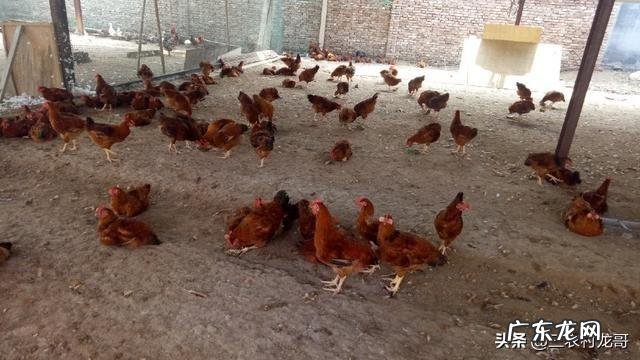 农村一层带院子效果图 农村有个院子,还有几间屋,养殖什么好呢,什么挣钱?普通农村院子改造