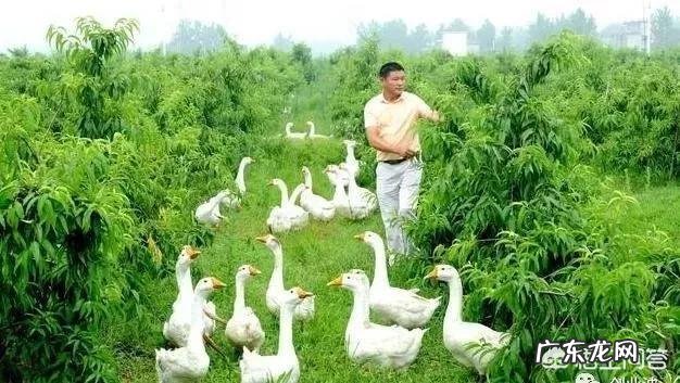 农村一层带院子效果图 农村有个院子,还有几间屋,养殖什么好呢,什么挣钱?普通农村院子改造