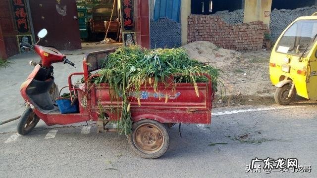 农村一层带院子效果图 农村有个院子,还有几间屋,养殖什么好呢,什么挣钱?普通农村院子改造