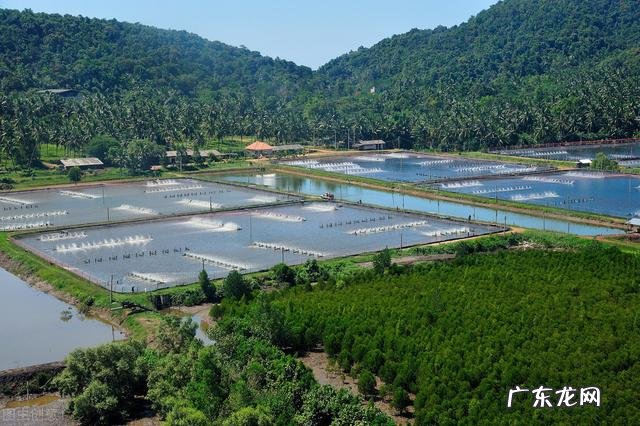 北方小投资养殖业什么最赚钱 养殖业什么赚钱最快?明年养殖业什么最赚钱