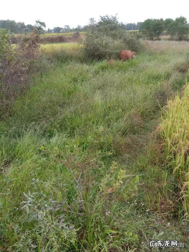 北方小投资养殖业什么最赚钱 养殖业什么赚钱最快?明年养殖业什么最赚钱