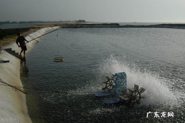 北方小投资养殖业什么最赚钱 养殖业什么赚钱最快?明年养殖业什么最赚钱