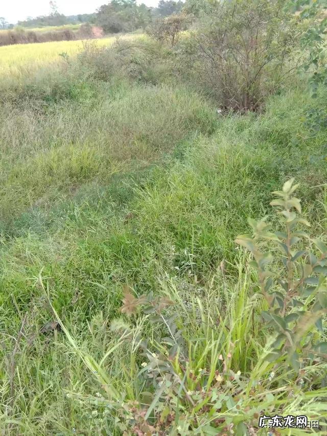 北方小投资养殖业什么最赚钱 养殖业什么赚钱最快?明年养殖业什么最赚钱