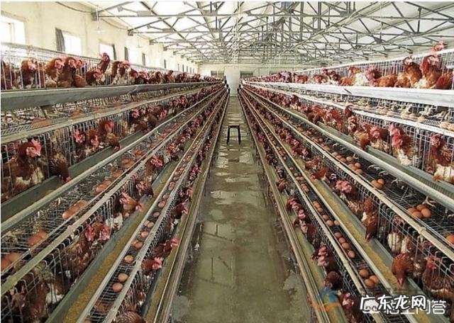 北方小投资养殖业什么最赚钱 养殖业什么赚钱最快?明年养殖业什么最赚钱