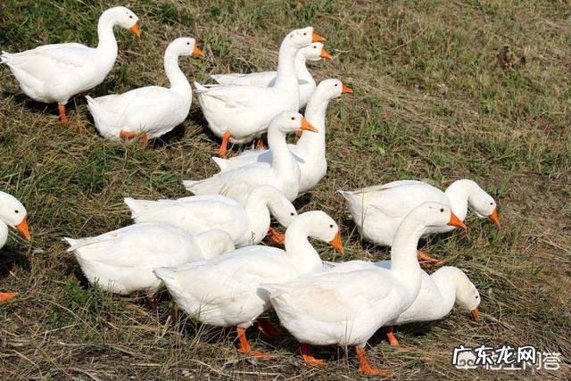 北方小投资养殖业什么最赚钱 养殖业什么赚钱最快?明年养殖业什么最赚钱