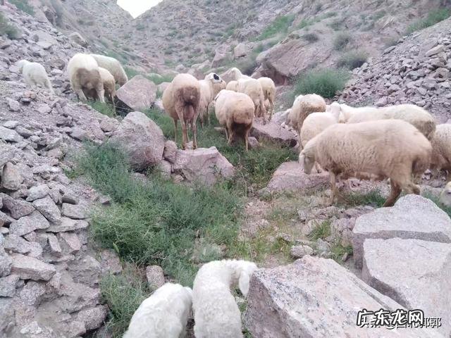 北方小投资养殖业什么最赚钱 养殖业什么赚钱最快?明年养殖业什么最赚钱