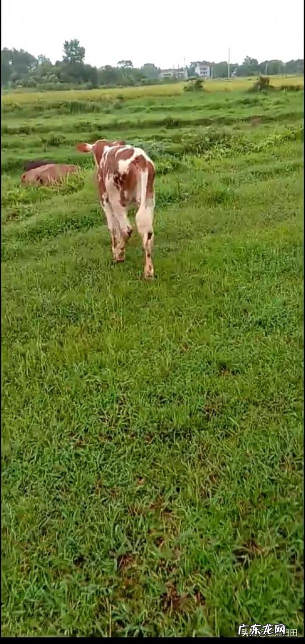 北方小投资养殖业什么最赚钱 养殖业什么赚钱最快?明年养殖业什么最赚钱