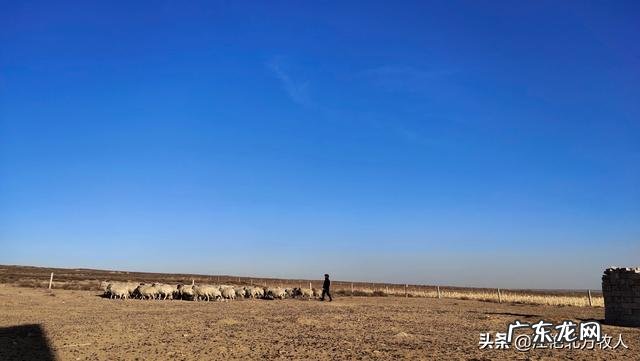 北方小投资养殖业什么最赚钱 养殖业什么赚钱最快?明年养殖业什么最赚钱