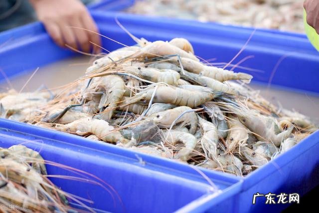 北方小投资养殖业什么最赚钱 养殖业什么赚钱最快?明年养殖业什么最赚钱