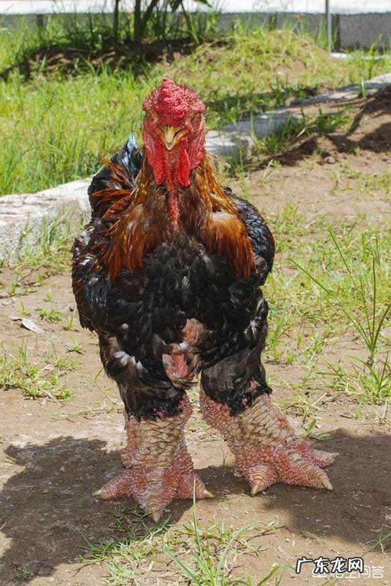 北方小投资养殖业什么最赚钱 养殖业什么赚钱最快?明年养殖业什么最赚钱