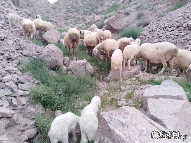 北方小投资养殖业什么最赚钱 养殖业什么赚钱最快?明年养殖业什么最赚钱