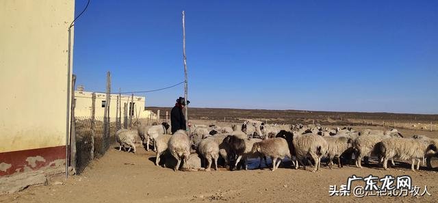 北方小投资养殖业什么最赚钱 养殖业什么赚钱最快?明年养殖业什么最赚钱