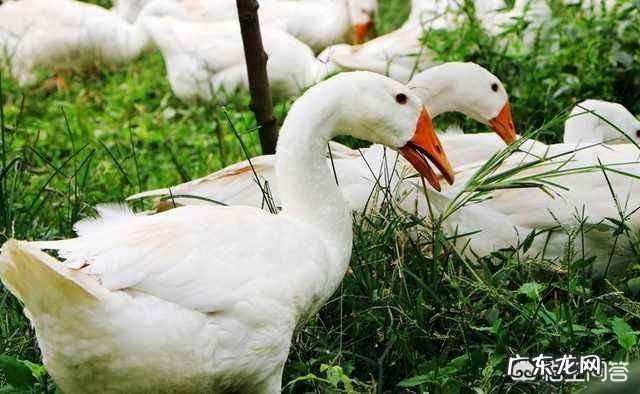 北方小投资养殖业什么最赚钱 养殖业什么赚钱最快?明年养殖业什么最赚钱